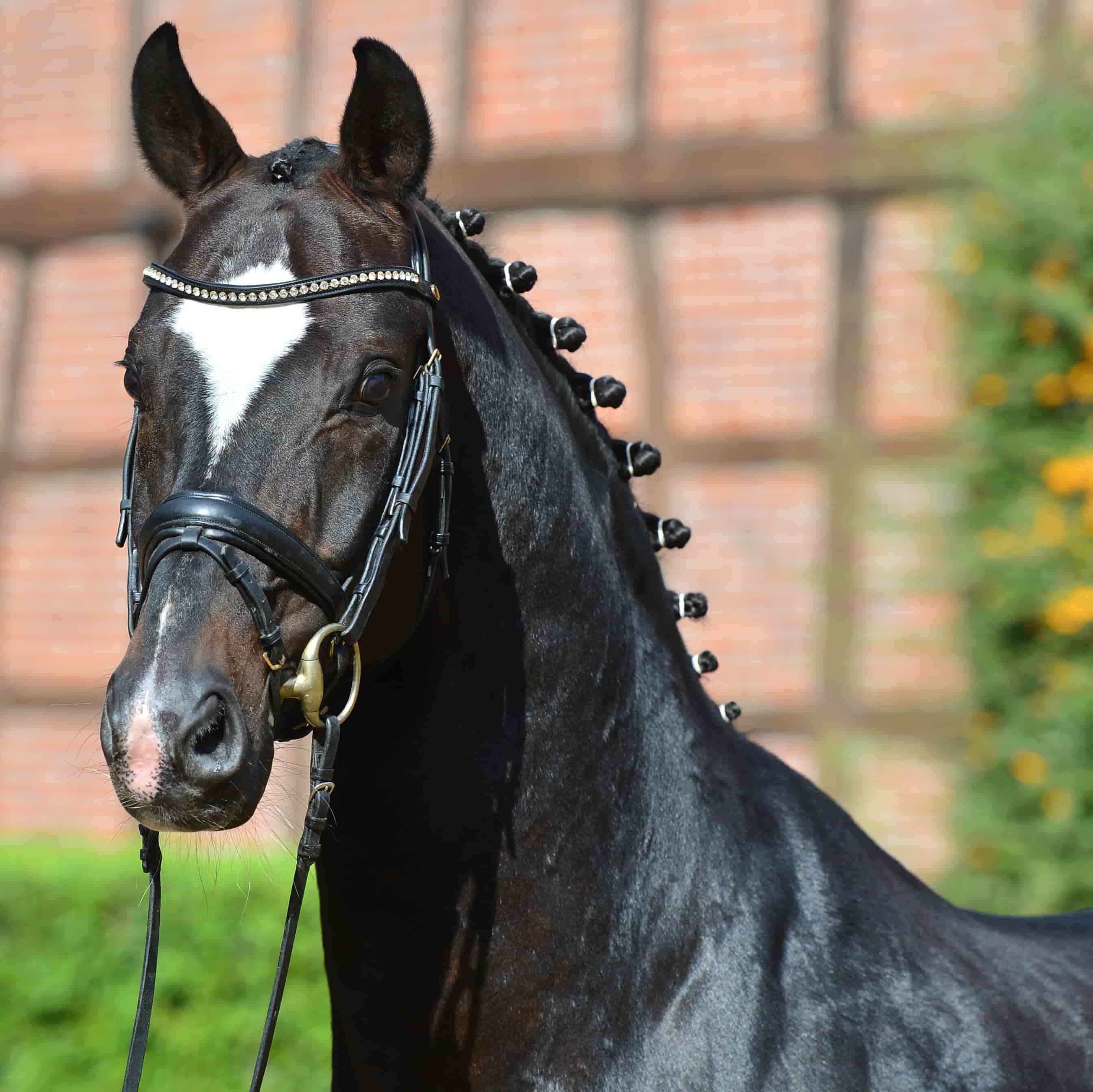 Sir Donnerhall I Image