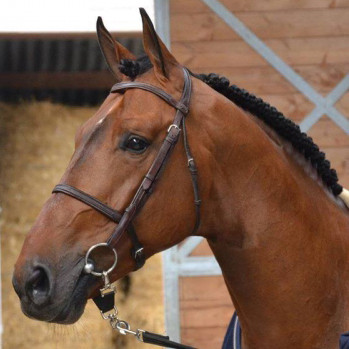 Vagabond de la Pomme Image