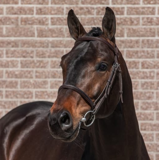 Pegase van't Ruytershof Image