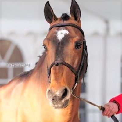 Flipper D'Elle Image